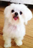 Cute little dog - Coast to Coast Cardiology