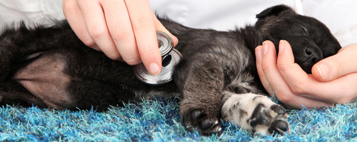 Coast to Coast Cardiology - Pet Diagnostic tests offered