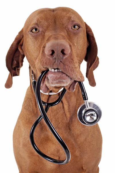 Coast to Coast Cardiology - Pets and Heart Disease