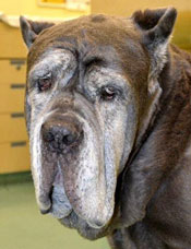 Coast to Coast Cardiology - committed to providing the highest quality cardiovascular care and support for your pet