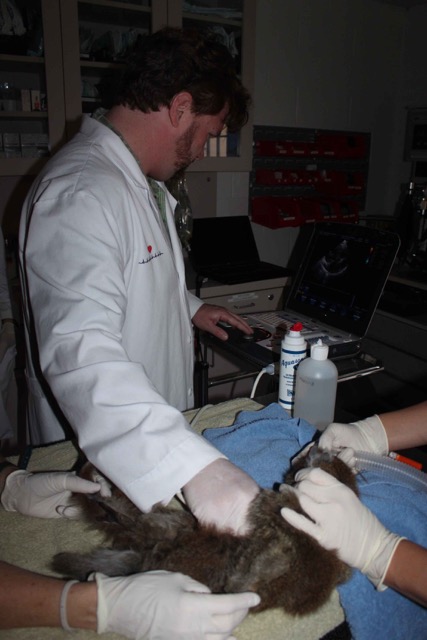 Coast to Coast Cardiology - Giving Back - Santa Barbara Zoo